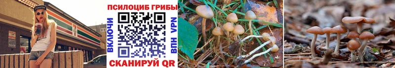 Галлюциногенные грибы Psilocybine cubensis Александровск-Сахалинский